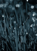 Мёртвые стихи