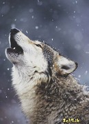 Дневник Мери Вульф