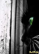 Мальчишка-дождь и Кошка