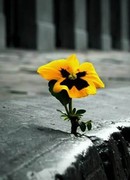 Cолнечная капля