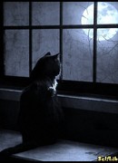 Стихи бродячей кошки