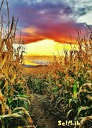 Дорога на Белл Блисс