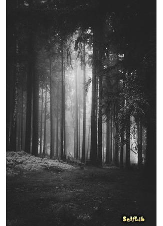 книга Проклятый лес (Cursed forest) 26.11.17
