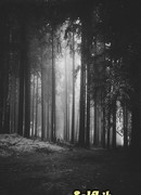 Проклятый лес