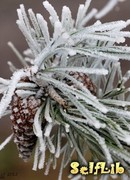 Безмолвный снег