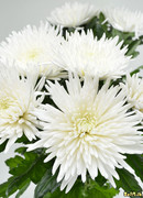 Дуэт двух печальных хризантем