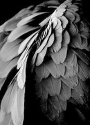 Черные крылья Архангела