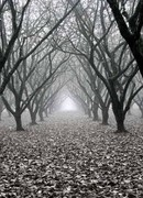 Мертвый сад