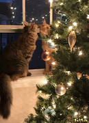 Новогоднее пожелание