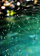 В паутине моей души